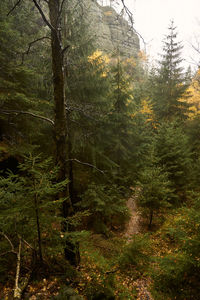 Pine trees in forest