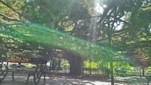 Trees in park