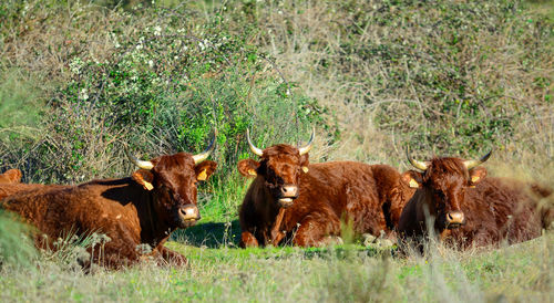 Cows in a field