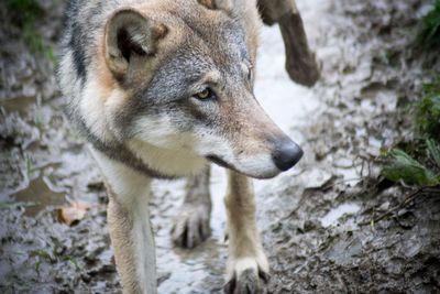 Close-up of wolf looking away