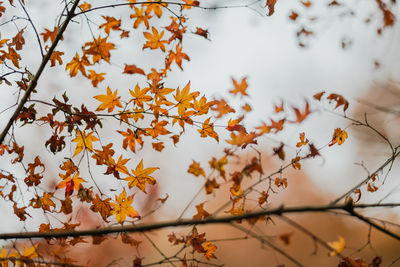 Low angle view of maple leaves on tree during autumn