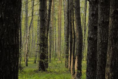 Pine trees in forest