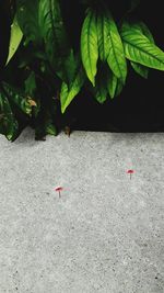 High angle view of a bird on leaves