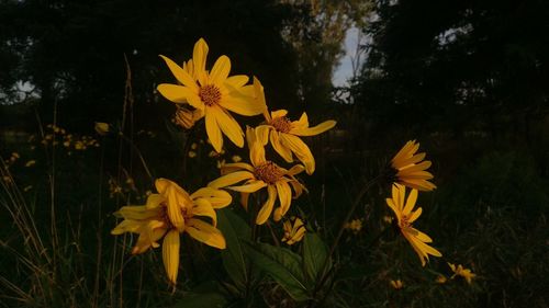 Close-up of yellow flowers blooming outdoors