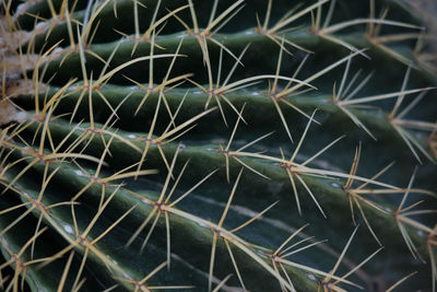 Full frame shot of succulent plant