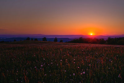 Scenic view of field against sky during sunset