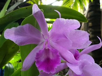 Close-up of pink flowering plant