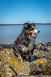 Shetland sheepdog on the rocks