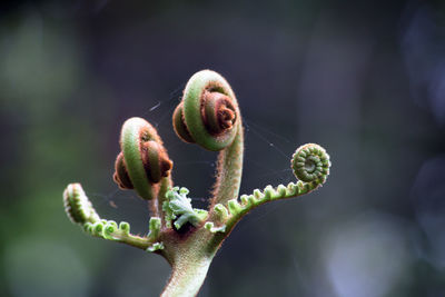 Close-up of snake on plant