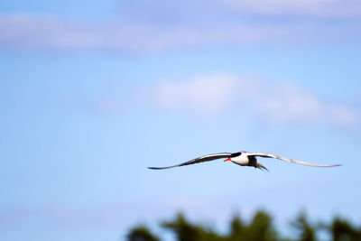 Low angle view of tern flying in sky