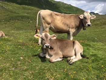 Cows in a field