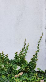 Plant on white wall