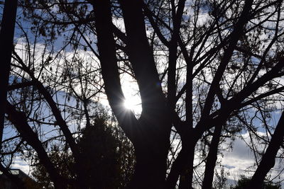 Low angle view of trees against sky