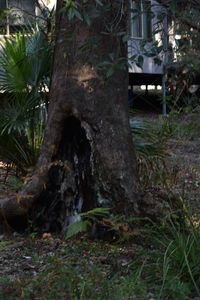 Plant growing in the background