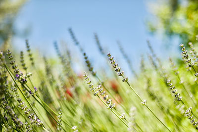 Close-up of wheat growing on field