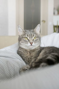 Close-up of cat lying on bed at home