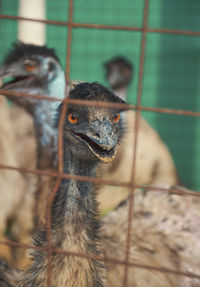 An emu bird looking though cages in a poultry farm.