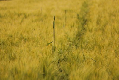 Full frame shot of grass