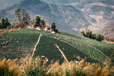 Scenic view of field against mountains