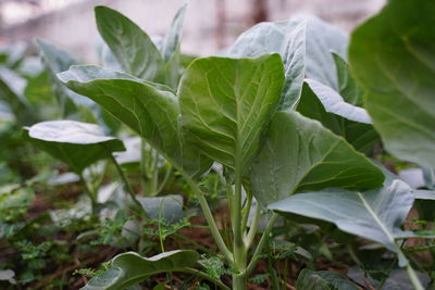 Close-up of fresh green leaves