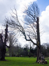 Bare tree on field against sky