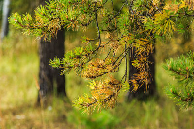 Close-up of pine tree