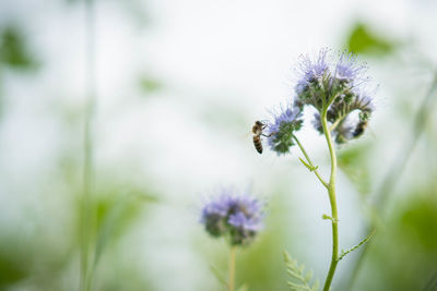 Close-up of bee on flower