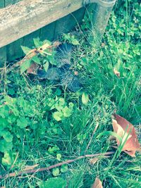 Plants growing on field