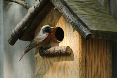 High angle view of bird perching on wood