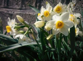 Close-up of yellow flowers blooming outdoors