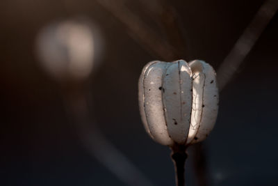 Close up of dead wilted flower in winter at night