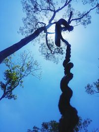 Low angle view of silhouette tree against blue sky