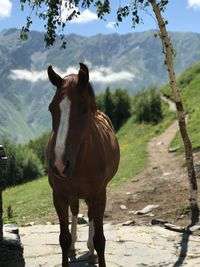 Horse standing in ranch