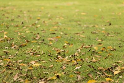 Full frame shot of dry grass