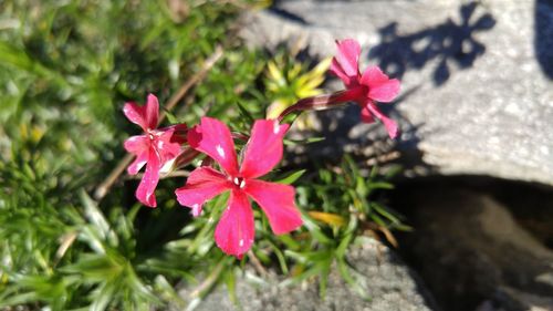 Close-up of pink flowers growing on plant