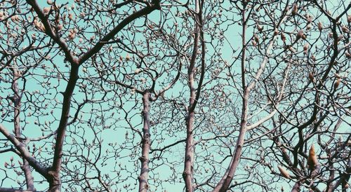 Low angle view of bare trees against sky