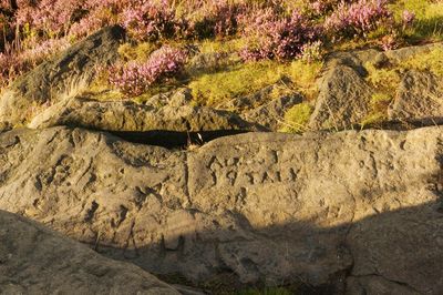 View of stone wall