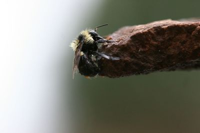 Close-up of insect