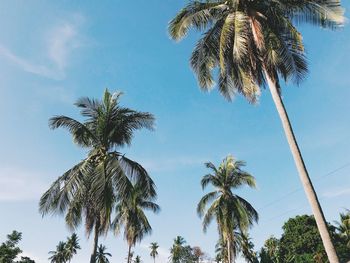 Low angle view of coconut palm trees against sky