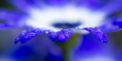 Close-up of wet purple flower