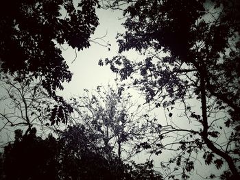 Low angle view of silhouette trees against sky