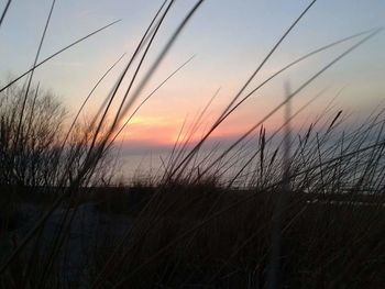 Silhouette of grass at sunset