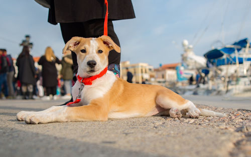 Close-up of dog against sky
