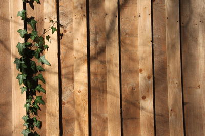 Close-up of plant growing on wooden wall