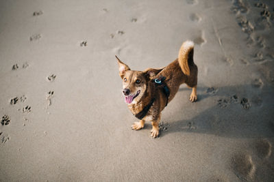High angle view of dog running on beach