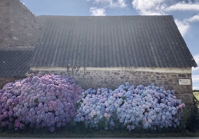 Purple flowering plants by building against sky