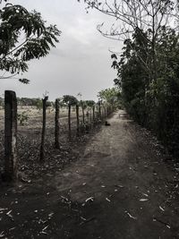 View of trees on landscape against sky