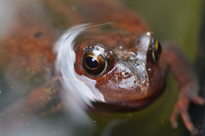 Close-up of frog in water