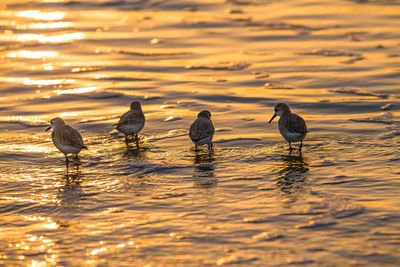 Birds perching on lake during sunset