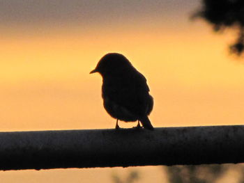 Bird perching on branch